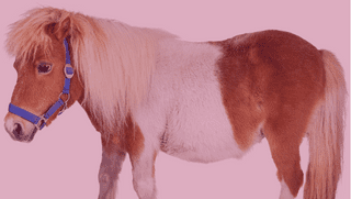 _No NO #3 One Trick Pony
